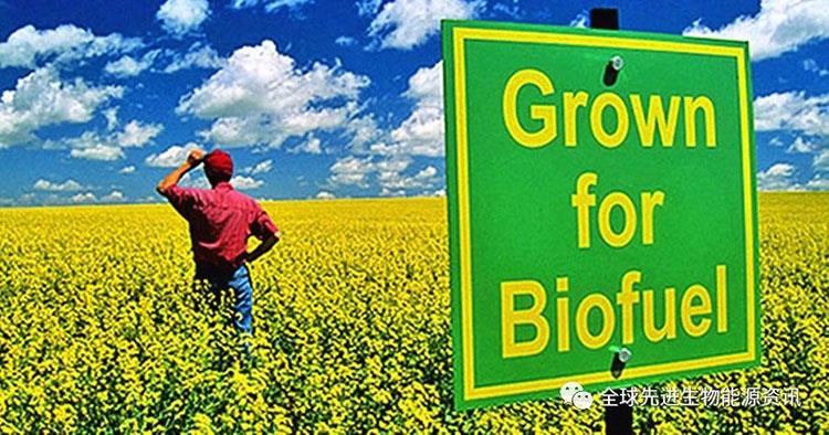 Biomassza-üzemanyagok: a bioenergia-termelés növekedése